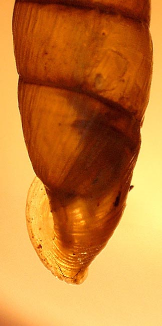 Cres - HR - Clausiliidae da identificare